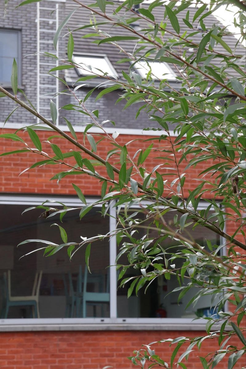 Groen voor de gemeenschappelijke leefruimte